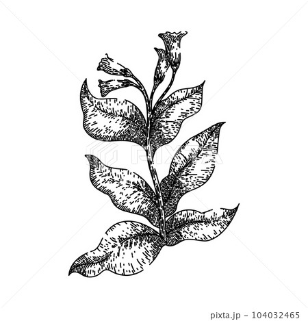 tobacco leaf green plant sketch hand drawn vector 104032465