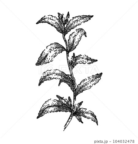 stevia plant leaf sketch hand drawn vector 104032478