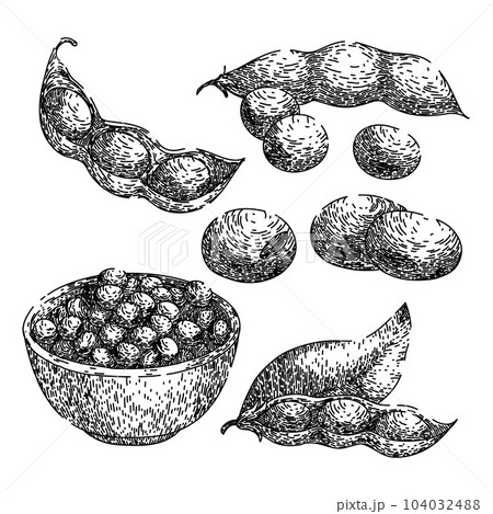 soya bean food set sketch hand drawn vector 104032488