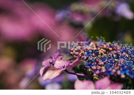 ガクアジサイのクローズアップ 104032489