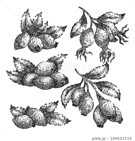 rosehip plant leaf set sketch hand drawn vector rosehip plant leaf set sketch hand drawn vector 104032518