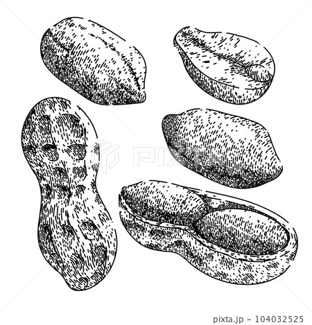 peanut nut food set sketch hand drawn vector peanut nut food set sketch hand drawn vector 104032525