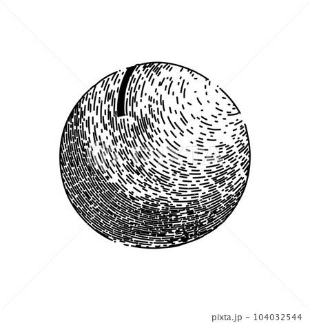 macadamia nut sketch hand drawn vector macadamia nut sketch hand drawn vector 104032544