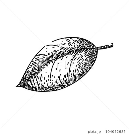 basil leaf herb food sketch hand drawn vector basil leaf herb food sketch hand drawn vector 104032685