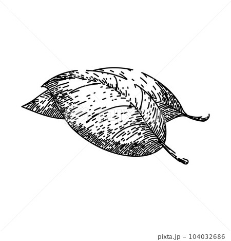 basil leaf herb plant sketch hand drawn vector 104032686
