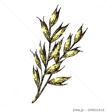 oatmeal oat plant sketch hand drawn vector 104032818
