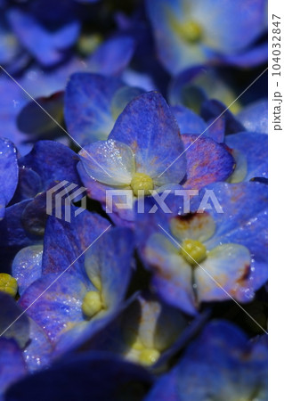 かざはやの里の紫陽花 104032847