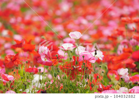ポピー2249 ポピー2249 104032882