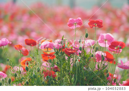 ポピー1967 104032883