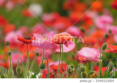 ポピー2251 104032884