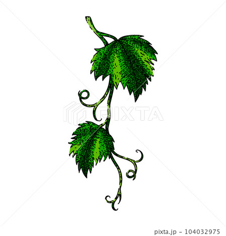 grape vine leaf sketch hand drawn vector grape vine leaf sketch hand drawn vector 104032975