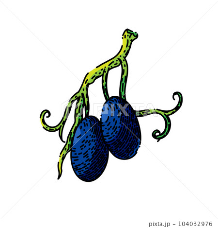 grape bunch blue food sketch hand drawn vector grape bunch blue food sketch hand drawn vector 104032976