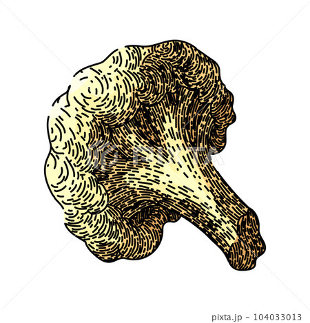 cauliflower white vegan sketch hand drawn vector cauliflower white vegan sketch hand drawn vector 104033013