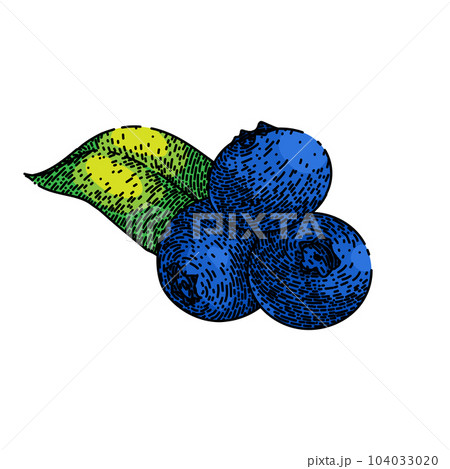 blueberry blue wild sketch hand drawn vector 104033020