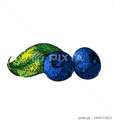 blueberry blue organic sketch hand drawn vector 104033021