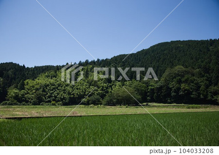 田植えが終わった越美北線沿線 田植えが終わった越美北線沿線 104033208