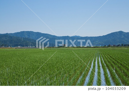 田植えが終わった越美北線沿線 田植えが終わった越美北線沿線 104033209