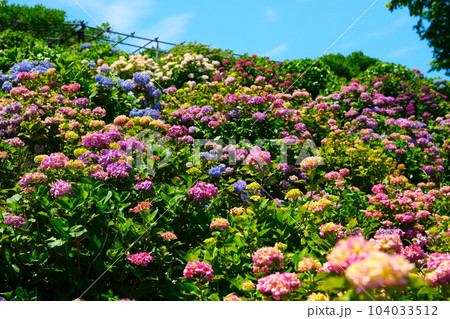 かざはやの里の紫陽花 104033512