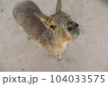 動物園 104033575