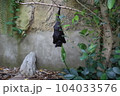 コウモリ 104033576