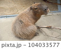 カピバラ 104033577