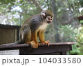 サル 104033580