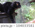 お猿さん 104033581