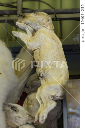 LLama or Alpaca fetuses stillborn, sold to pharmacists aka witches for Bolivian traditional rituals 104034250