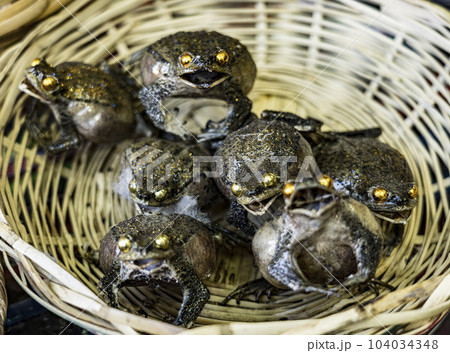 Frogs inflated and desiccated, sold by witches aka pharmacists in Bolivian markets for traditional 104034348