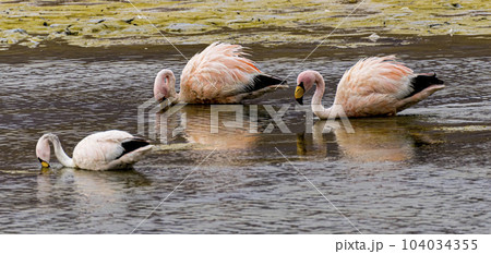 Three 3 flamingos in a shalow lake in Bolivia with reflection in water 104034355