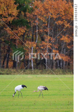 タンチョウの親子（北海道・鶴居村） 104034417