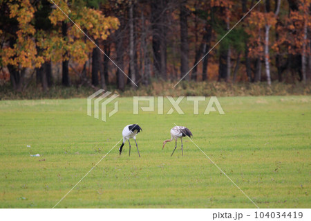 タンチョウの親子（北海道・鶴居村） 104034419