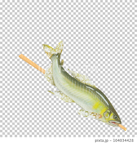 Salt-grilled sweetfish illustration 104034428