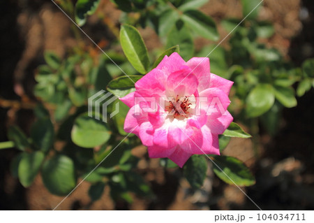 荒尾市　おもやい市民花壇　バラの花、 104034711