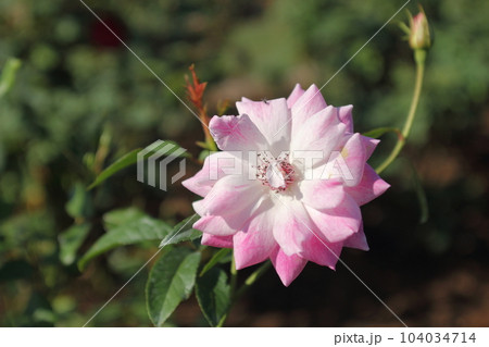 荒尾市 おもやい市民花壇 バラの花、 荒尾市 おもやい市民花壇 バラの花、 104034714