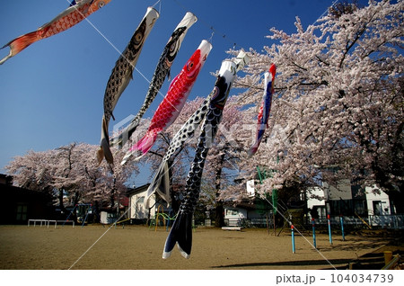 児童公園の鯉のぼりと桜 児童公園の鯉のぼりと桜 104034739