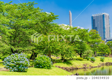 (東京都)青空・新緑・青紫陽花が美しい、初夏の旧芝離宮恩賜庭園 (東京都)青空・新緑・青紫陽花が美しい、初夏の旧芝離宮恩賜庭園 104034910
