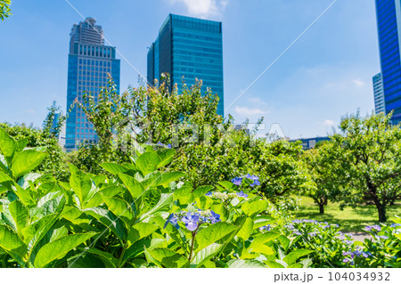 （東京都）青空・新緑・青紫陽花が美しい、初夏の旧芝離宮恩賜庭園 104034932