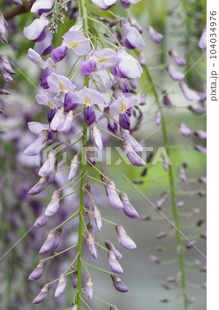 庭の藤の花 庭の藤の花 104034976