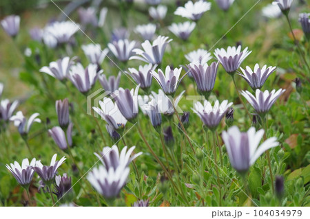 オステオスペルマムの花 104034979