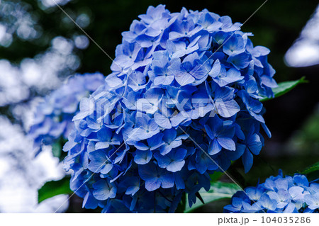 雨の壷阪寺　雨の中木陰からのぞく玉ボケの空とライトブルーのあじさい② 104035286