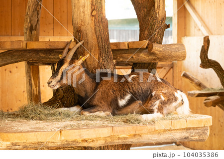 An adult brown goat resting in a barn near the hay An adult brown goat resting in a barn near the hay 104035386