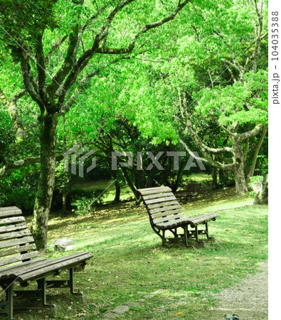夏木立ちの下に小さな木陰 夏木立ちの下に小さな木陰 104035388