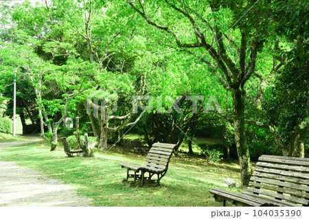 夏木立ちの下に小さな木陰 104035390