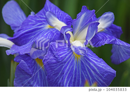 花菖蒲の花 花菖蒲の花 104035833