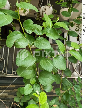Close up of ma jia zi plant  104035991