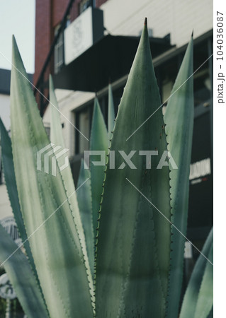 日常風景 104036087