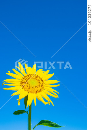 ひまわり ひまわり 104036274
