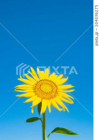 ひまわり ひまわり 104036275