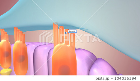 Located along the lower surface of the inner cochlear spiral, the basilar membrane contains many tiny receptors called hair cells, which react to the moving cochlear fluid. Located along the lower surface of the inner cochlear spiral, the basilar membrane contains many tiny receptors called hair cells, which react to the moving cochlear fluid. 104036394